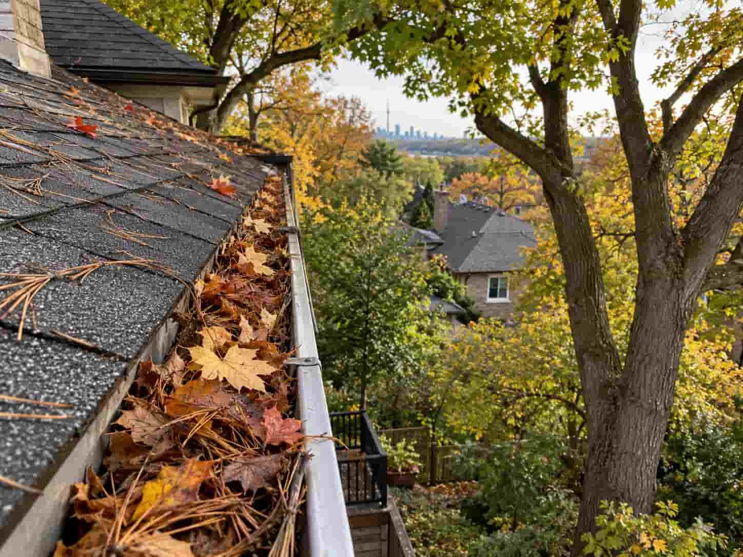 Leaves and pine needles packed in an eavestrough beneath mature trees on a Toronto roofline